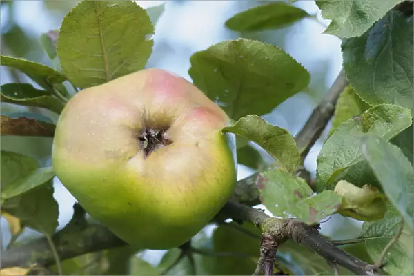 Apple, Malus domestica Catshead, Single fruit of cooking apple, with leaves