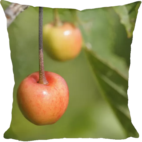 Cherry, Prunus, Sweet cherry Colney