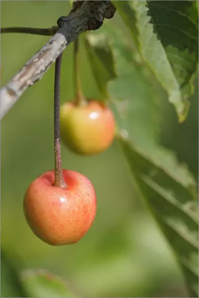 Cherry, Prunus, Sweet cherry Colney