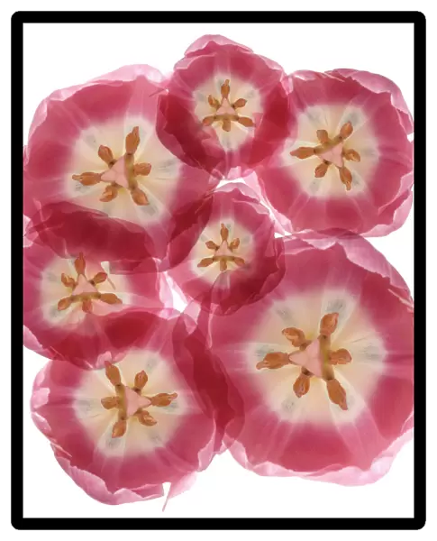 RF_0133. Tulipa - variety not identified. Tulip. Pink subject. White b / g