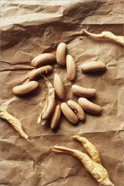 RE_0254. Phaseolus vulgaris. French bean. Brown subject. Brown b / g