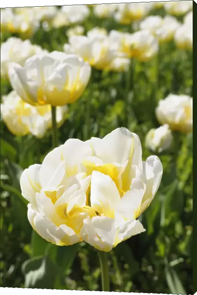 Tulip, Tulipa, Tulipa Flaming Evita