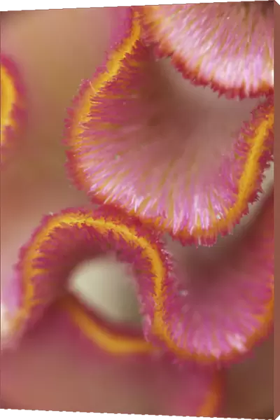 SK_0080. Celosia argentea. Cocks comb. Pink subject