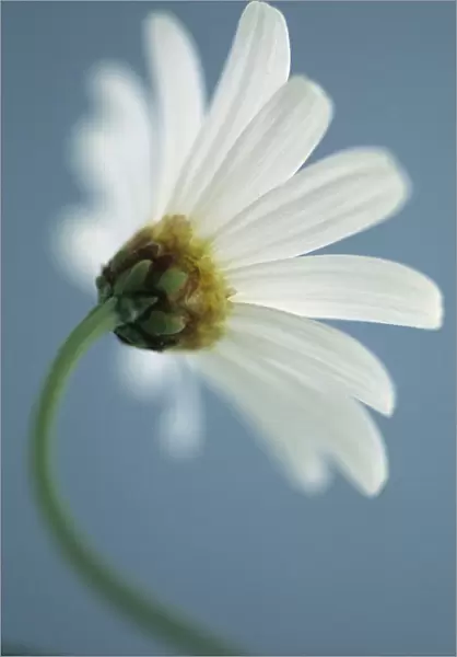 SK_0071. Leucanthemum vulgare. Daisy - Ox-eye daisy. White subject. Blue b / g