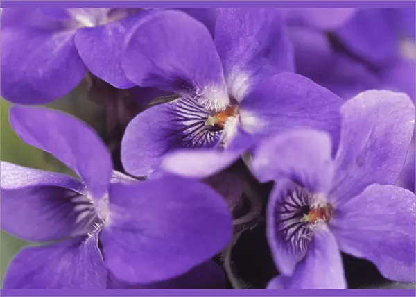 SK_0082. Viola odorata. Violet - Sweet violet. Purple subject