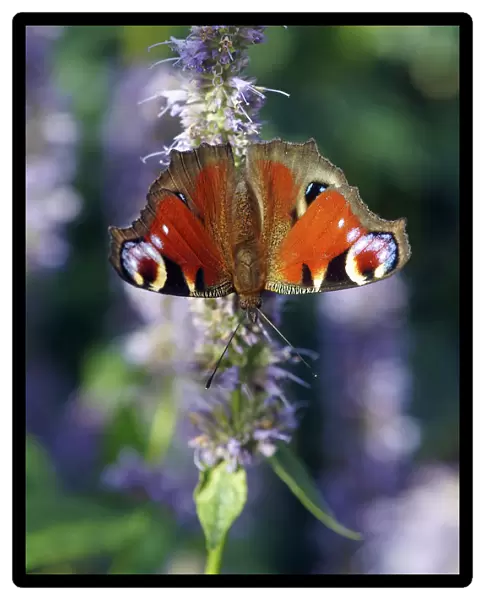 Peacock Butterfly on Agastache