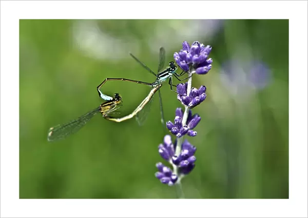 Lavender and Dragonflies