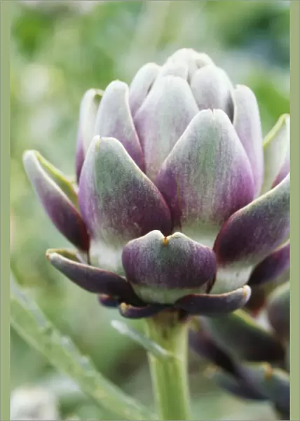 RE_0147. Cynara scolymus. Globe artichoke. Purple subject