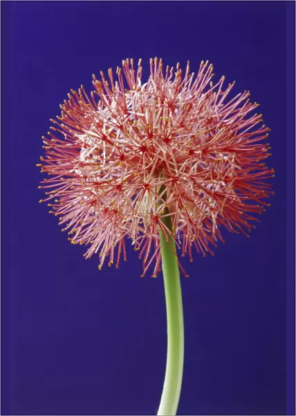 RE_0121. Scadoxus multiflorus. Blood lily. Red subject. Blue b / g