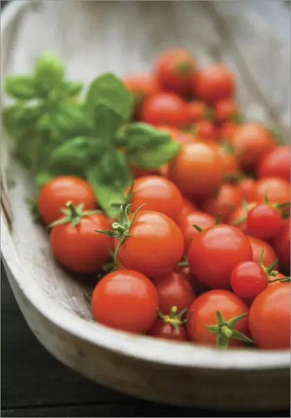 SH_0083. Lycopersicon esculentum Gardeners Delight. Tomato. Red subject. Brown b / g