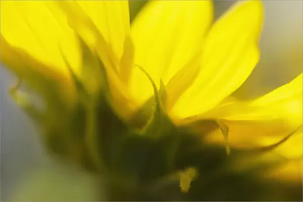 helianthus annuus, sunflower, yellow subject