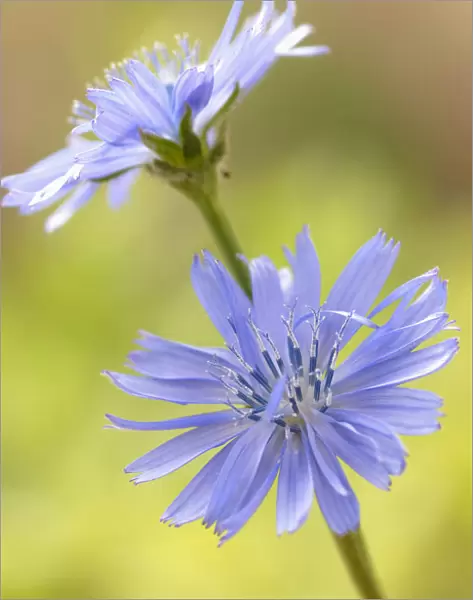 SK_0368. Cichorium intybus. Chicory. Blue subject. Green b / g