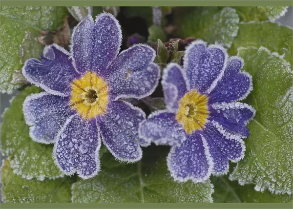 SK_0376. Primula - variety not identified. Primula  /  Primrose. Purple subject