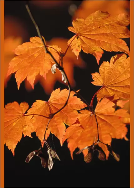 SK_0215. Acer japonicum Vitifolium. Japanese maple. Orange subject. Black b / g