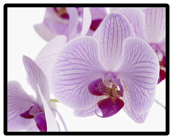 phalaenopsis shanghai, orchid, moth orchid