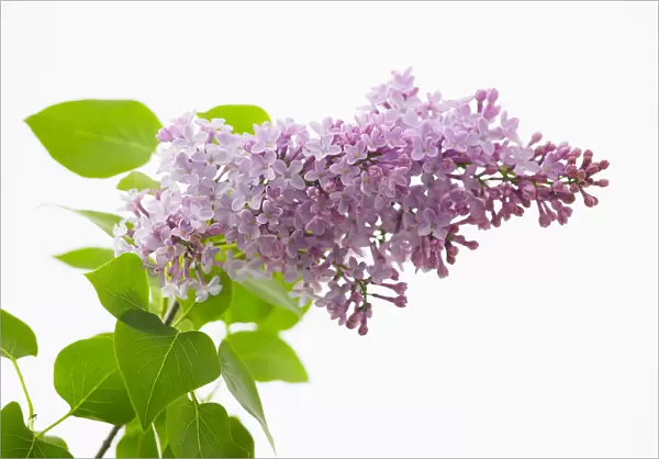 Lilac, Syringa vulgaris katherine havemeyer