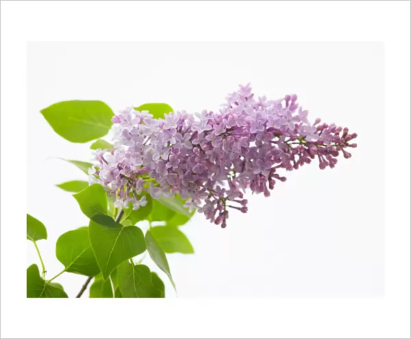Lilac, Syringa vulgaris katherine havemeyer