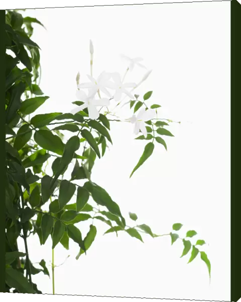 jasminum polyanthum, jasmine