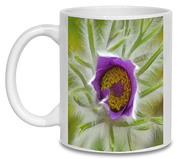 SUB_0146. Pulsatilla vulgaris. Pasque flower. Purple subject. Green b / g