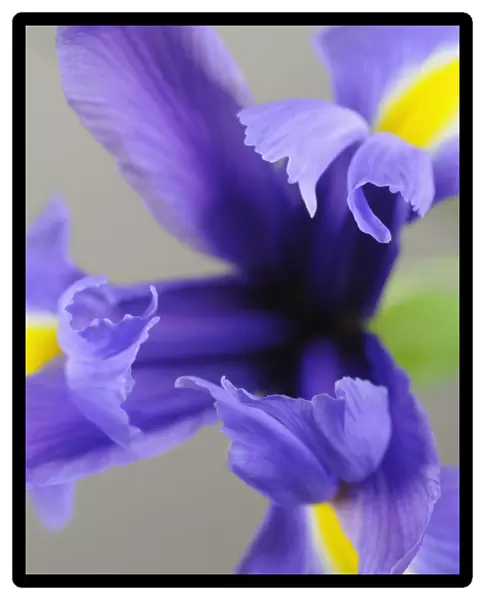 SK_0753. Iris cultivar. Iris. Blue subject. Grey background