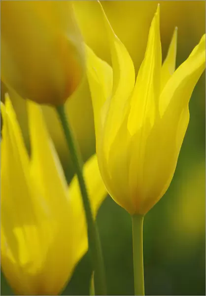 SK_0712. Tulipa speciosa. Tulip - species tulip. Yellow subject