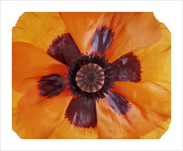 TIS_57. Papaver orientale. Abstract. View - Aerial view