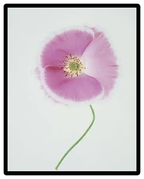 TIS_166. Papaver rhoeas Shirley series. Poppy - Shirley poppy. Pink subject. White b / g