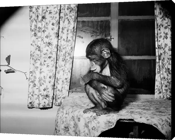 Chester Zoo. 'Dolourosa'the Chimp sitting on a table. January 1953 D346