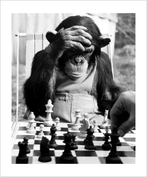 The Champion Chimps. 'Pepe', the chess champion of Chimp Town