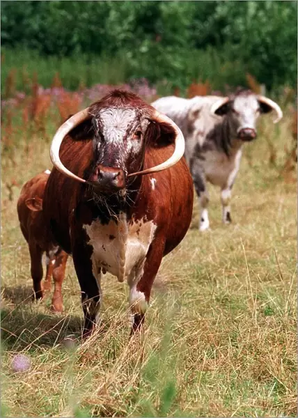 Shorthorn cattle. July 1999