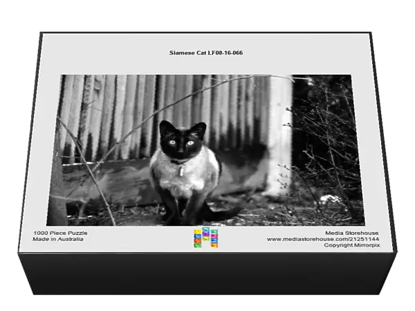 Siamese Cat LF08-16-066