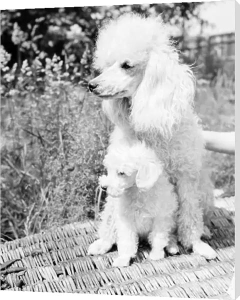 Puppy with Poodle dog. June 1953 D3291-002