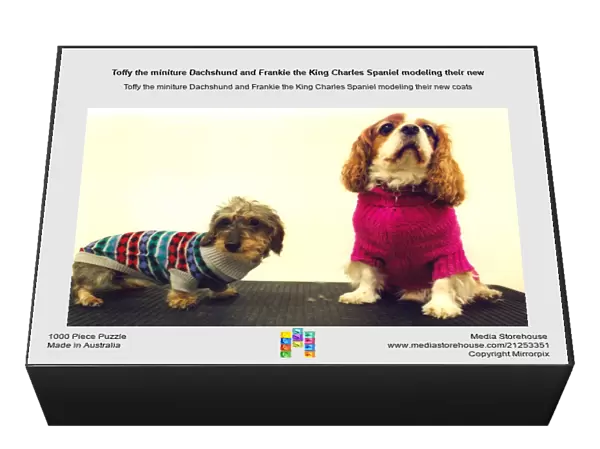 Toffy the miniture Dachshund and Frankie the King Charles Spaniel modeling their new