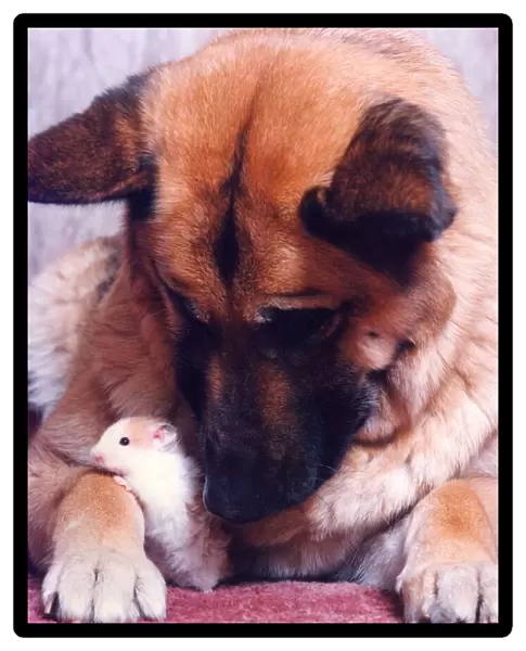 Best of friends Gizmo the hamster with Sheba the German Shepherd