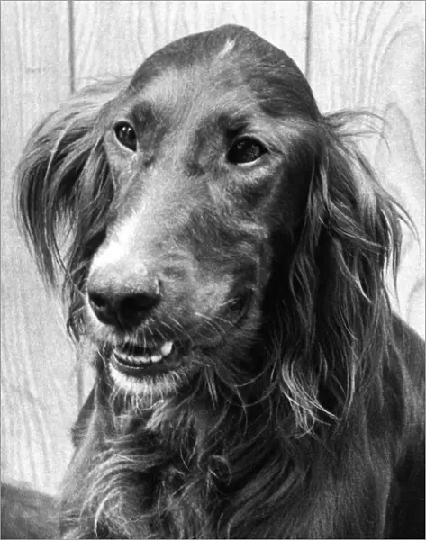A Red Setter