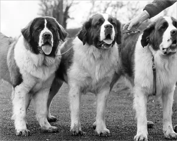 Three St. Bernards who have just qualified for Crufts