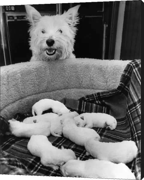 Kelly the Highland Terrier with her puppies