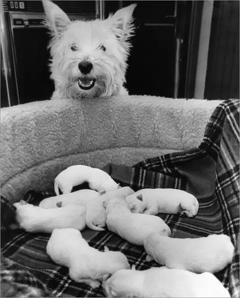 Kelly the Highland Terrier with her puppies