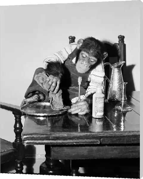 'Susan'pet. chimp of Miss Molly Badham seen here helping with the housework