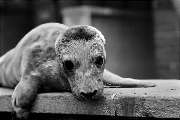 Cute animals. 'Wash up'a baby Grey seal pup washed up on the beach at