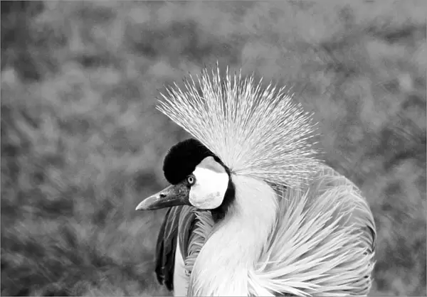 Close up of a grey crowned crane. January 1975 75-00240-007