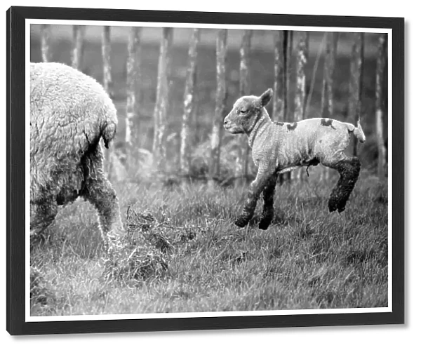 Spring lambs in Kent. January 1975 75-00492-015