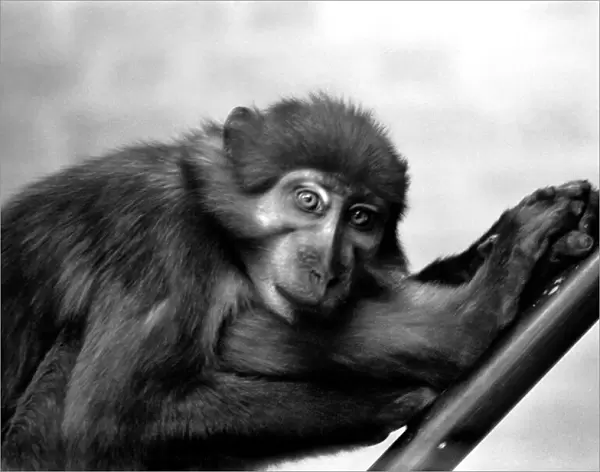 A pig-tailed monkey January 1975 75-00240-022