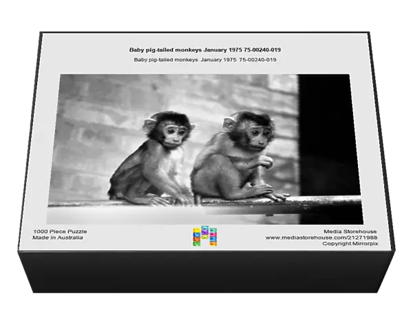 Baby pig-tailed monkeys January 1975 75-00240-019