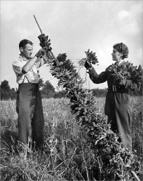 Teazels being harvested at Fivehead N. Somerset. Teazels are used in the manufacture of