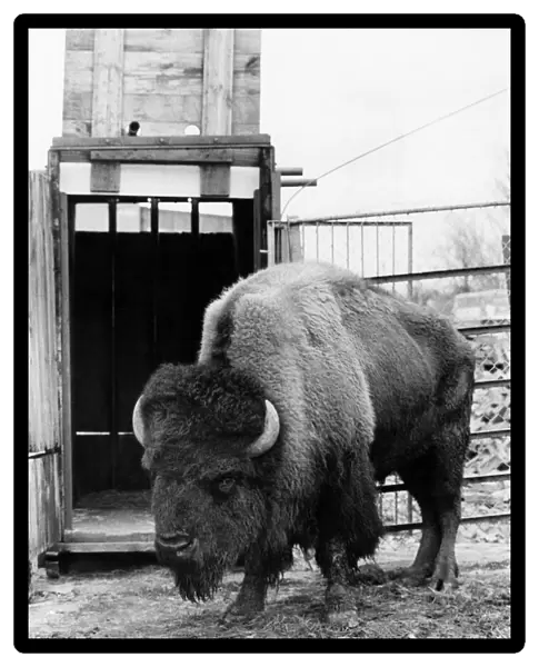 Animals. Shaggy the bison. March 1979 P000609