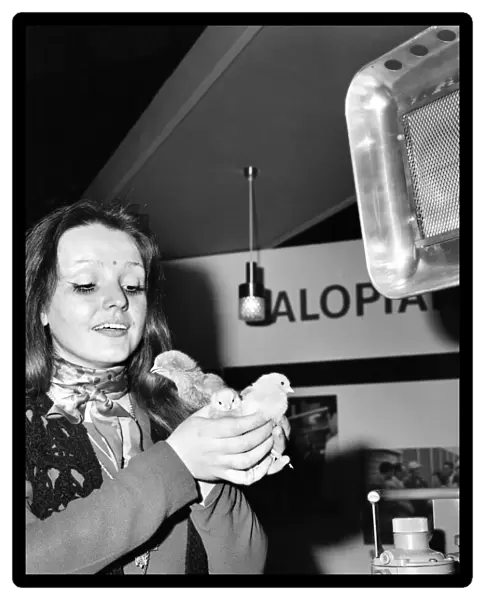 Chicken, Cute. Mary Walters with chick. December 1975 70-11623