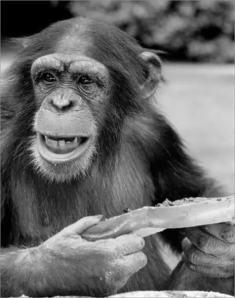 Chimpanzee at Twycross Zoo gives a shout of disapproval after eating some of his jam