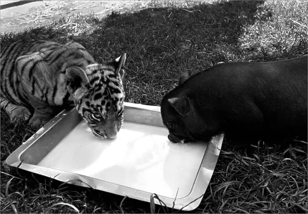 Tiger cub and Vietnamese pig at Zoo. 77-04303-011