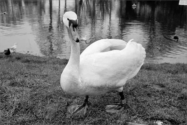 Swan 'Fred'. March 1975 75-01450-008